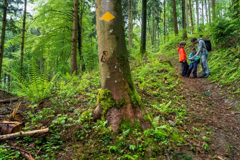 FAQ wald_wandernde