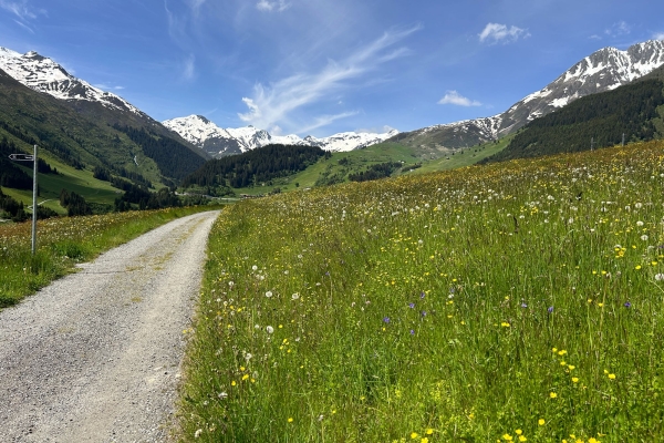 Bergsommer in Aussicht