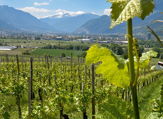 Viticulture dans les Grisons