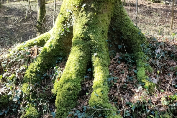 Naturwaldreservat Teufelskeller - Teuflischer Irrgarten AG