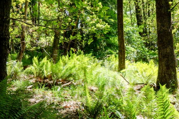 Des lézards verts sous les châtaigniers