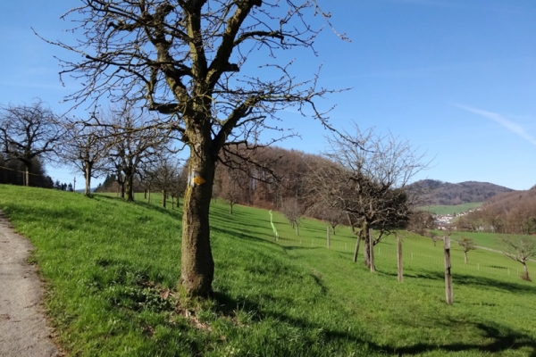 Randonnée de l'après-midi: Bâle