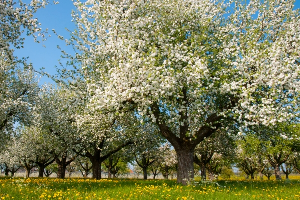 Le printemps sur le Seerücken