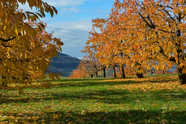 Par la vallée automnale de Homburg