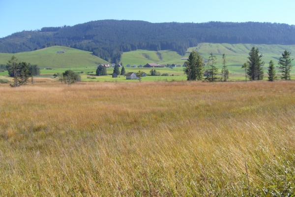 Moorlandschaft Rothenthurm