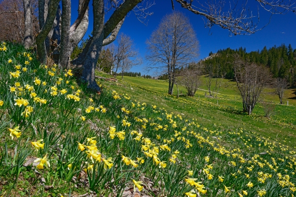 Jura neuchâtelois en fleurs