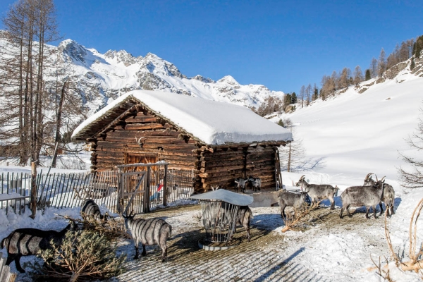 Engadiner Schneetraum im Val Fex