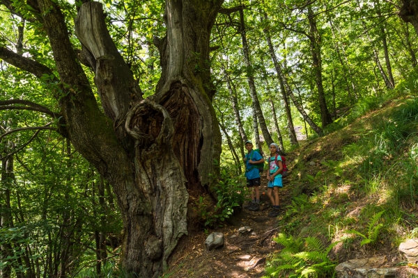 Kastanien, Steintreppen und Rustici