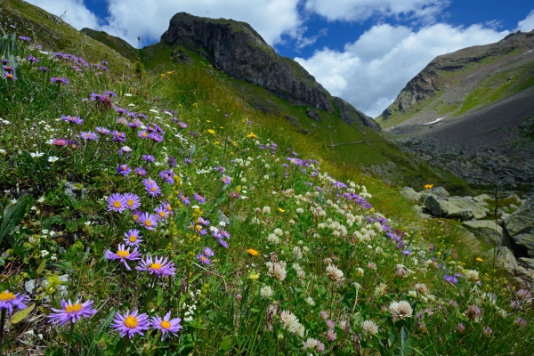 Un paradis floral tout près de la frontière