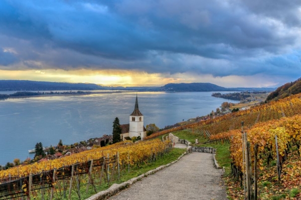 Durch herbstliche Rebberge im Drei-Seen-Land