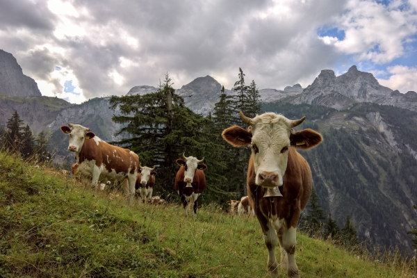 Le Saanenland vu d’en haut