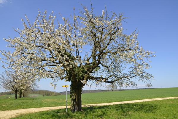 Zwei Tage auf den Jurahöhen