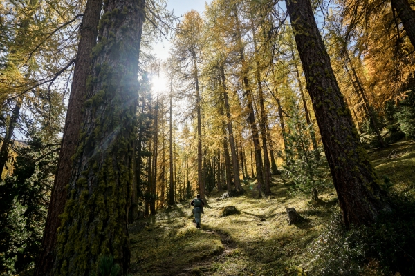 Der goldene Herbst von Zuoz