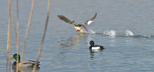 Safari hivernal aux oiseaux