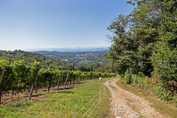 Au cœur des vignes près de Chiasso