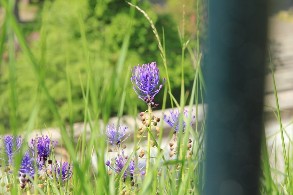 Perles naturelles