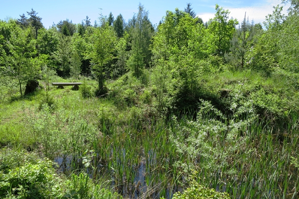 Joyau sur le Wannenberg 