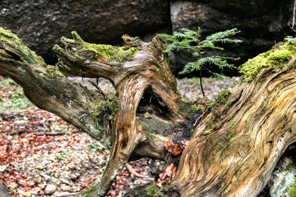 Paysage enchanté dans un coin sauvage ZH