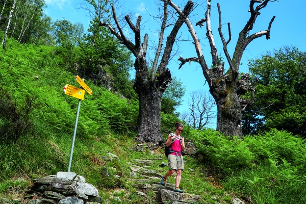 Sur les hauteurs de la Valle Maggia