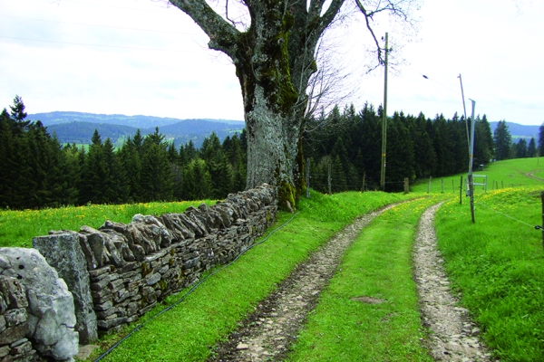 Entre forêts et pâturages