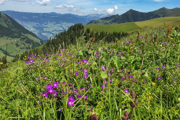 De raides montées au beau milieu d’un paradis fleuri