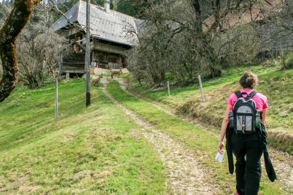 Chemin de crêtes en Emmental