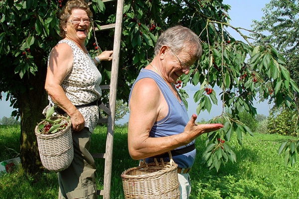 Zoug, pays des cerises