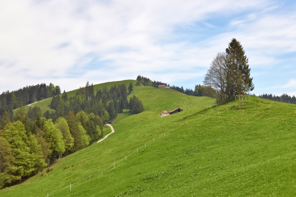 Alpages entre les lacs de Sihl et de Zurich