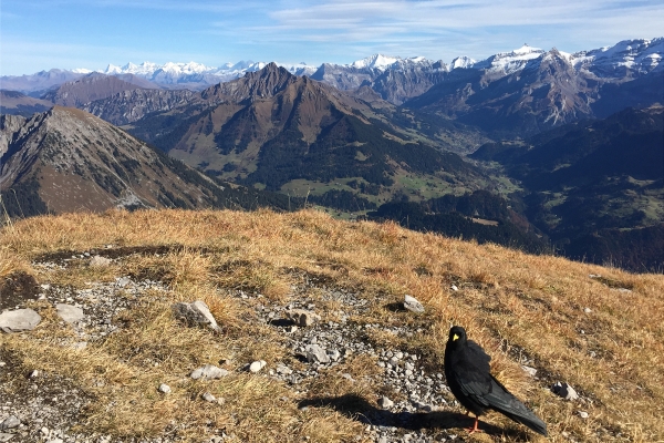 Les mythiques Tours de Leysin