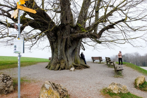 Gemütliche Wanderung durch den Regionalpark Aargau