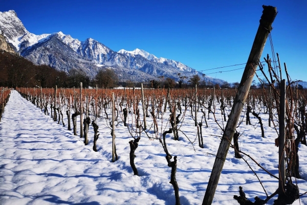 Ruhende Rebberge in der Herrschaft