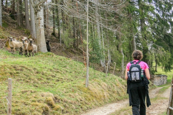 Chemin de crêtes en Emmental