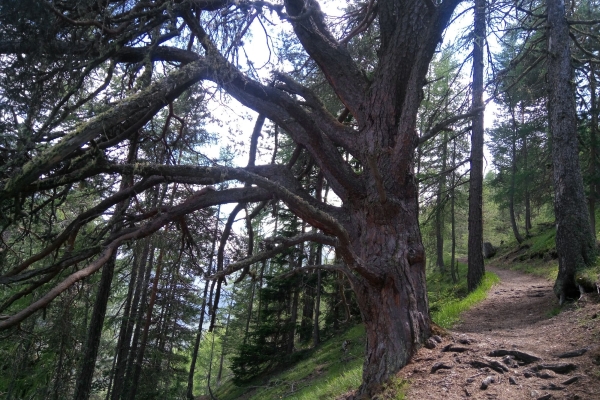 La cuntrada selvadia intacta en la Val Cluozza