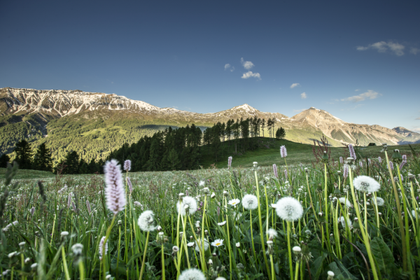 Unterwegs im Schweizer Nationalpark