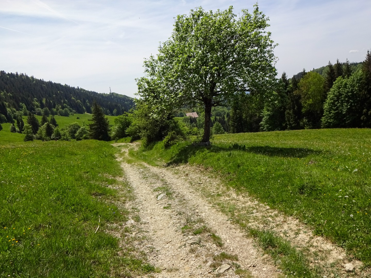 Ab Grange des Miroirs verläuft der Weg auf der Nordseite des Höhenrückens Montagne du Larmont.