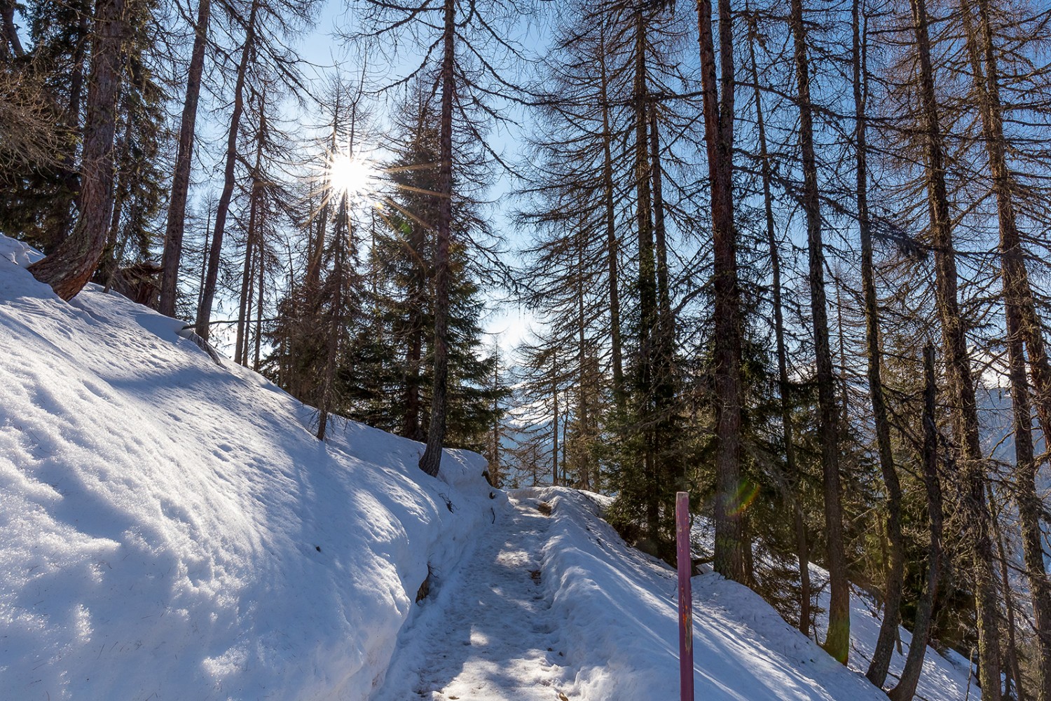 Durch den lauschigen Bolgenwald und am Carjöler Tobel vorbei geht es mit der Sonne im Gesicht der Clavadeleralp entgegen. Bilder: Daniel Fleuti