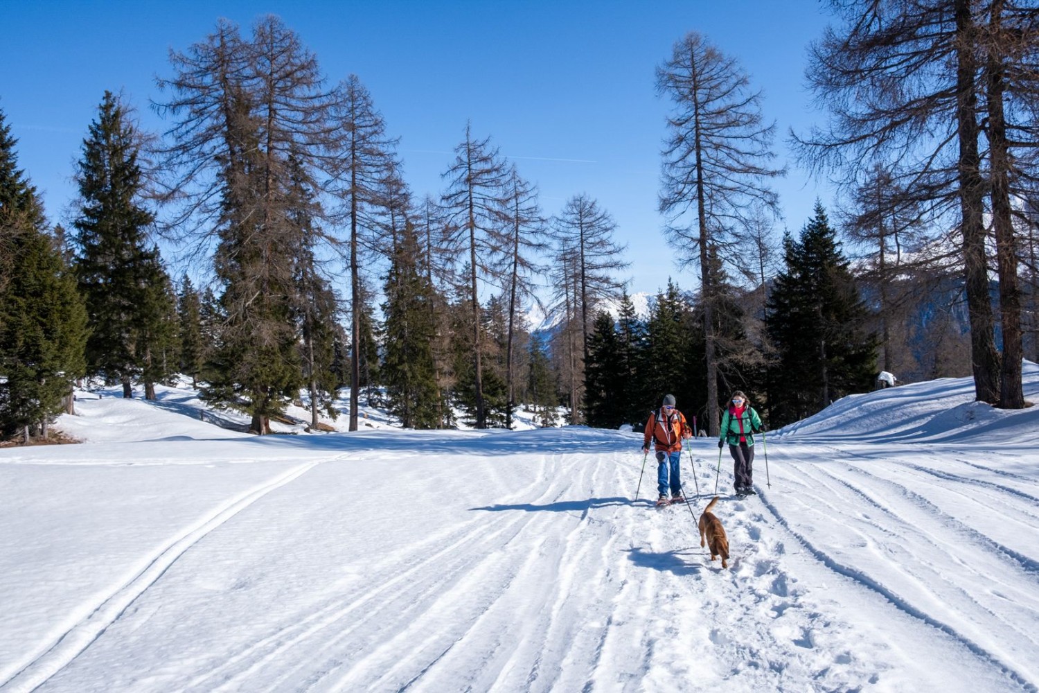 Ob Zwei- oder Vierbeiner: Nach dem Verlassen des Waldes freuen sich alle über die Wintersonne.