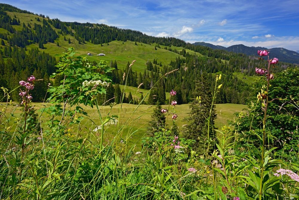 Des lis martagons près de Schwander Unterwengen.