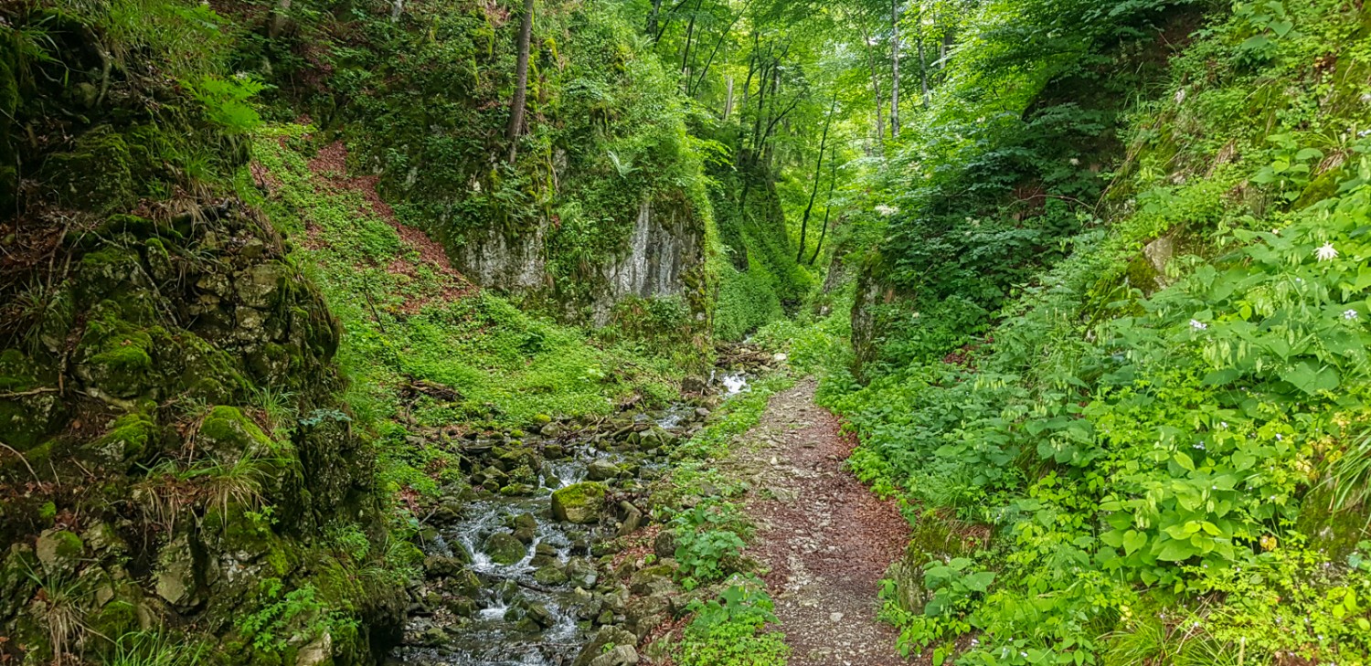 Zu Beginn der Wanderung geht es durch den geheimnisvollen Flüretobel. Bild: Patricia Michaud