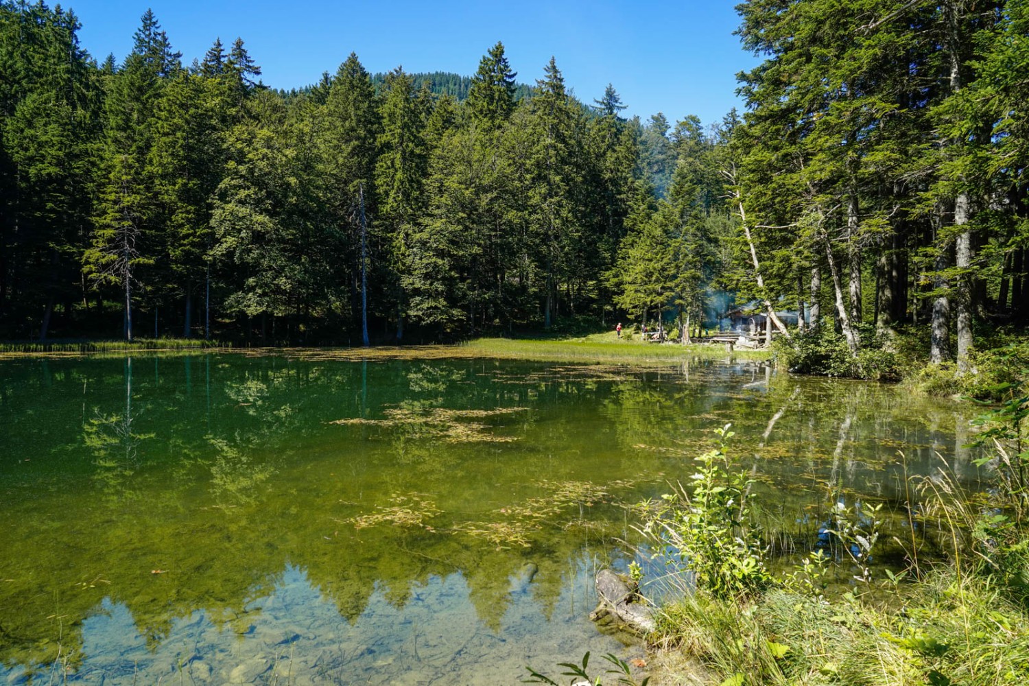 Le lac Forstseeli offre de nombreux petits coins charmants. Photo: Fredy Joss