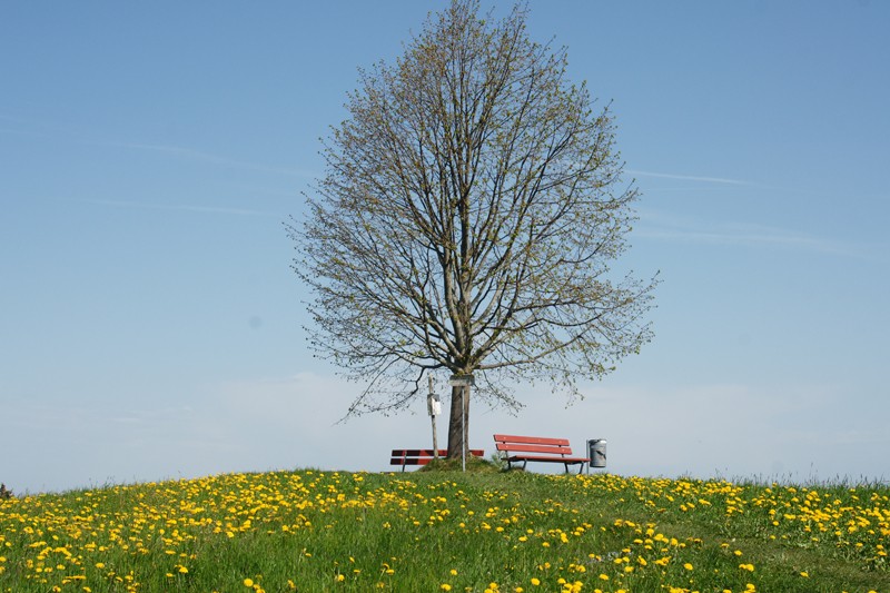 Die Aspilinde lädt zum Verweilen ein. Bild: Luc Hagmann