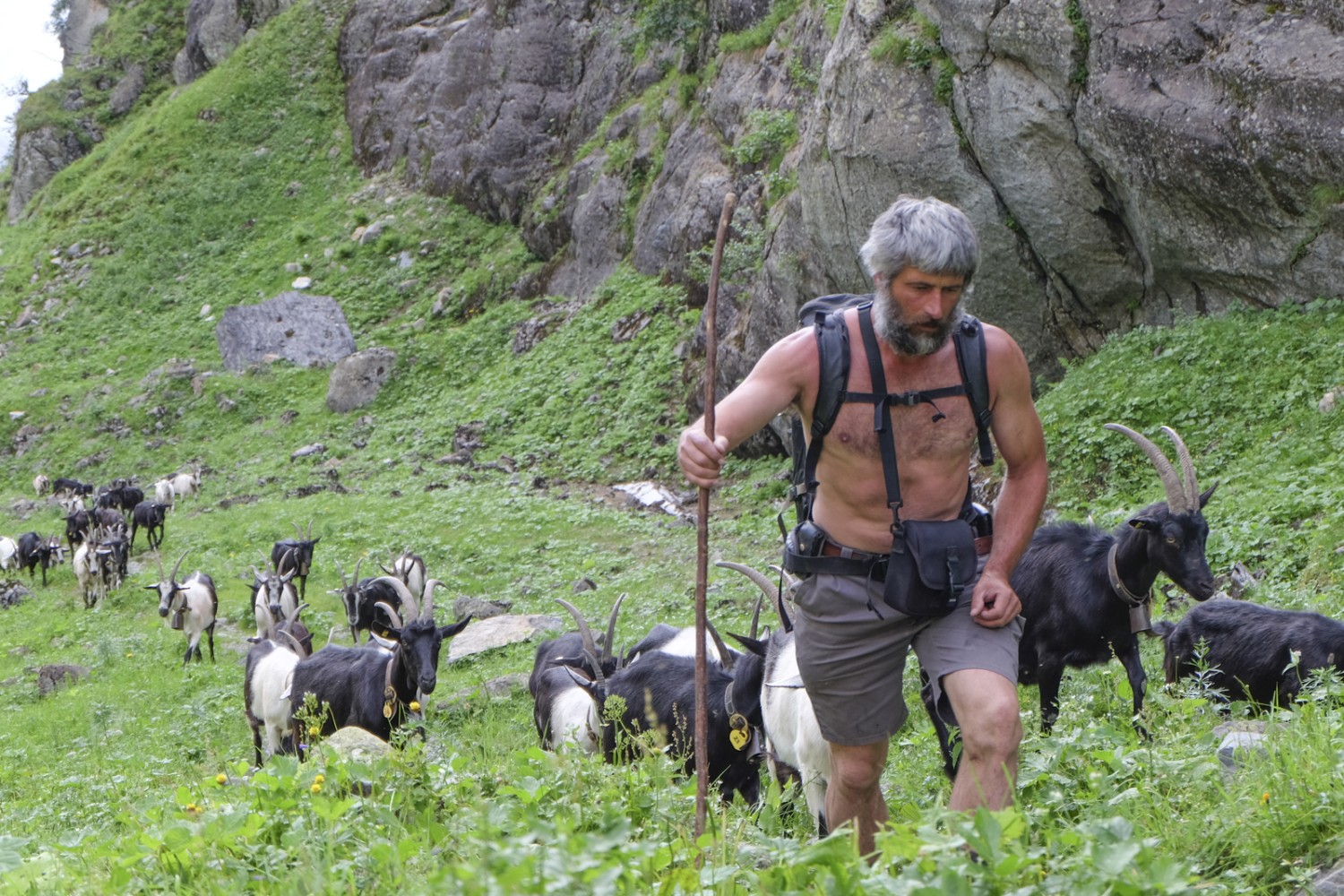 Felix, der Hirt, zieht mit den Ziegen jeden Tag zu den feinen Kräutern. Bild: Elsbeth Flüeler