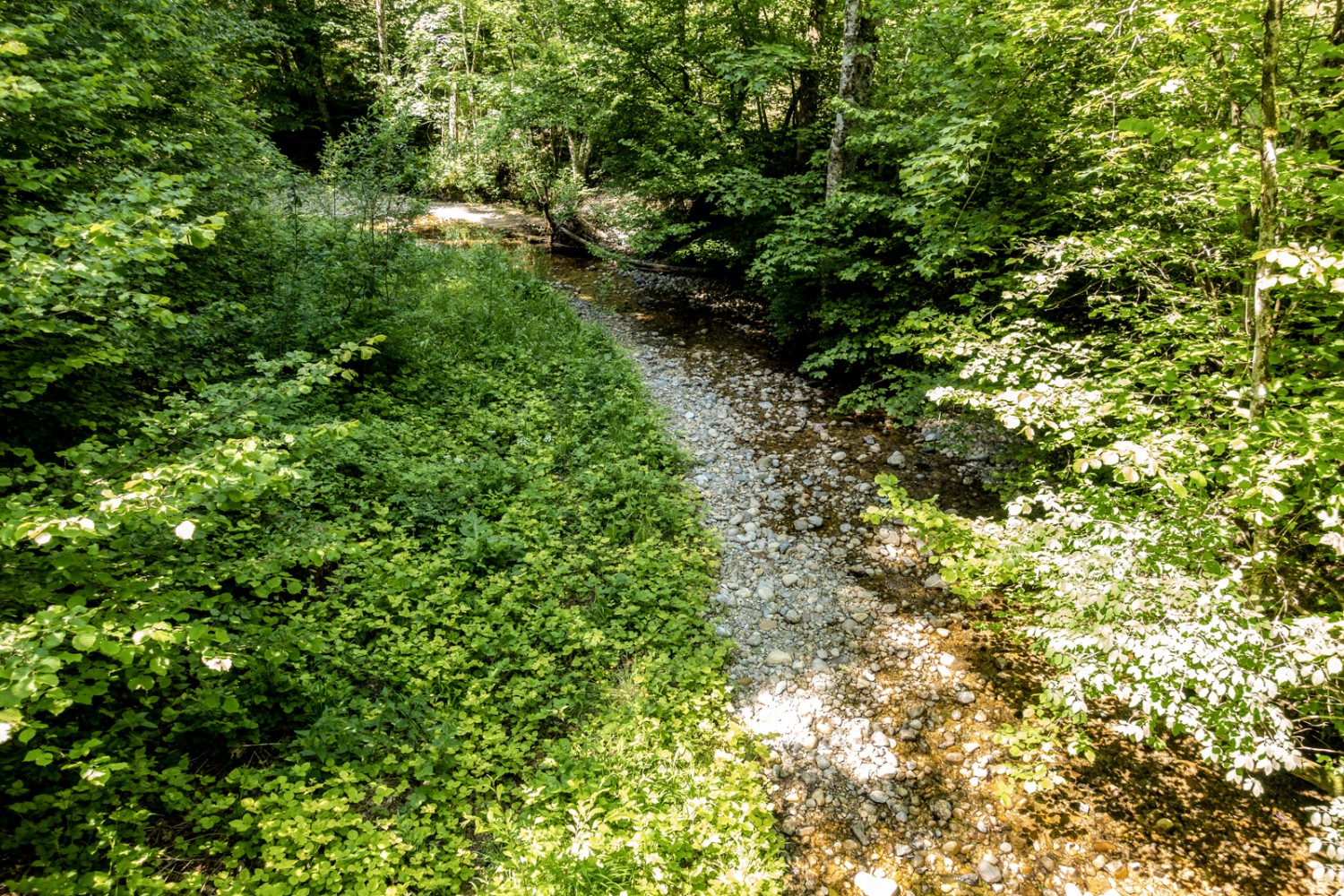 La rivière Goldingerbach n’est qu’un petit ruisseau au niveau d’Atzmännig. Photo: Fredy Joss