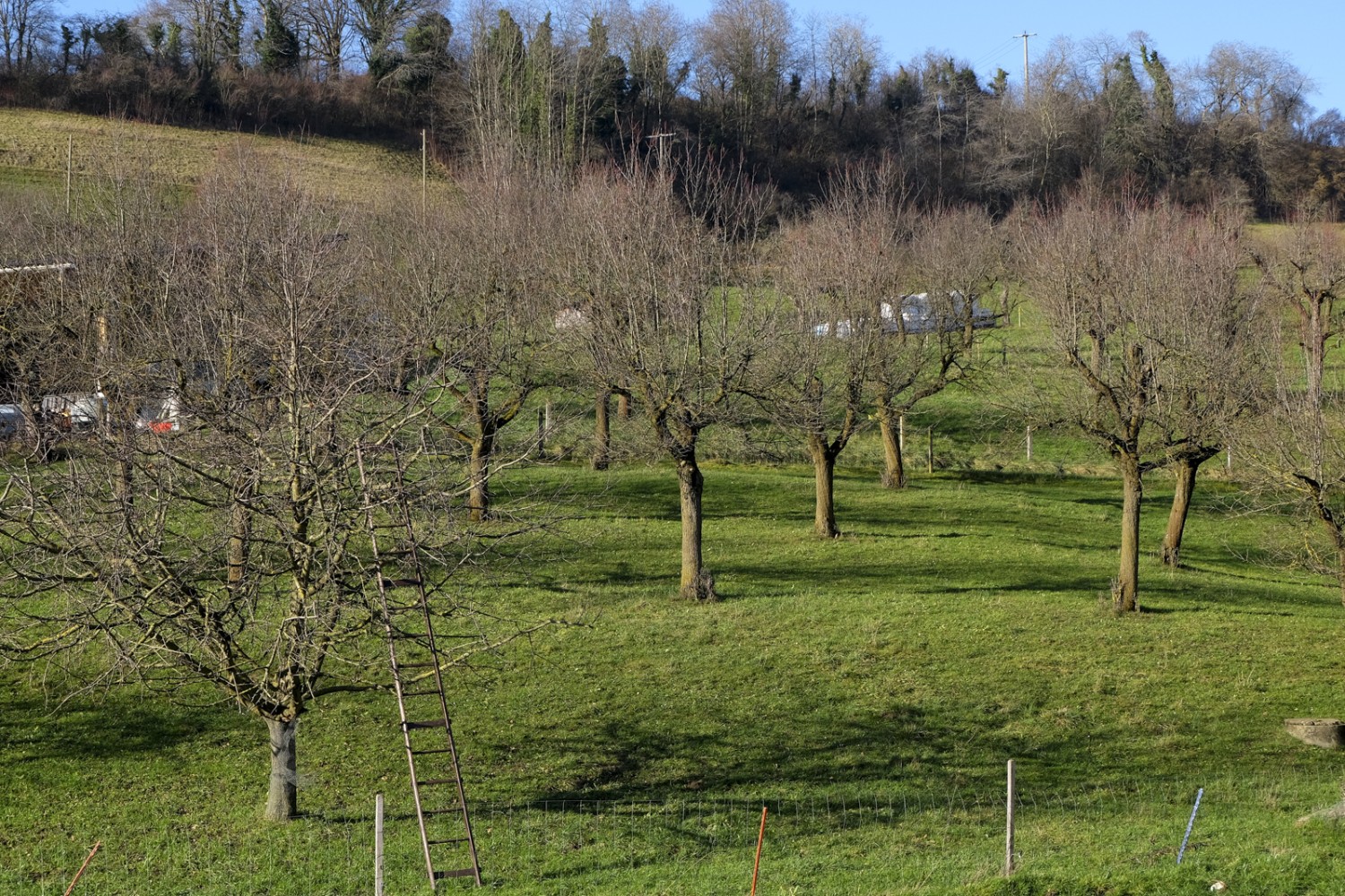 Der Basler Jura ist für seine Hochstammkernobstkultur bekannt. Bild: Elsbeth Flüeler