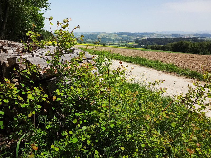 Nach dem ersten Waldstück lässt sich ein herrlicher Ausblick geniessen. Bilder: Miroslaw Halaba