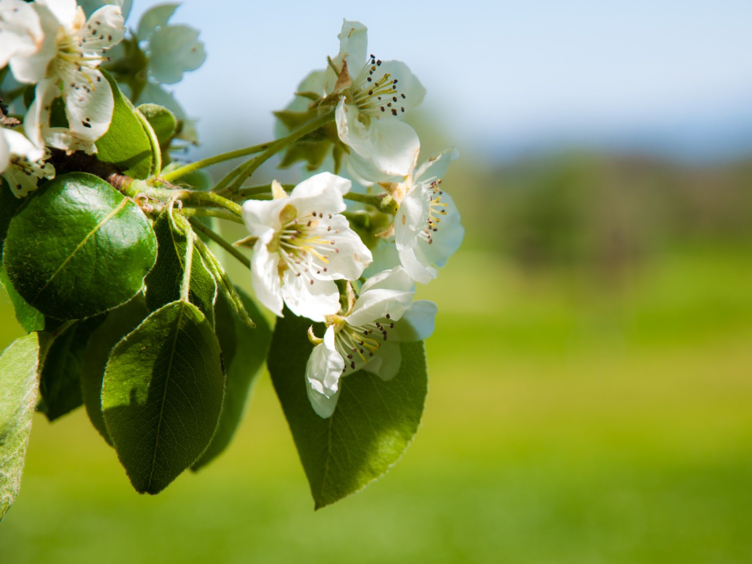 Und im Herbst ist daraus ein Apfel geworden. Bild: Heinz Staffelbach