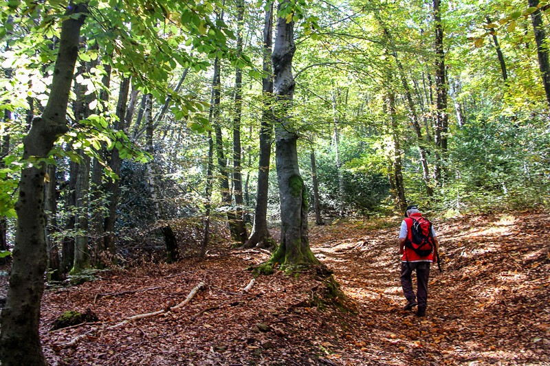 Il sentiero dal San Salvatore a Ciona attraversa boschi di castagni. Nel mese di ottobre si possono raccogliere da terra tante belle castagne mature. Foto: Alexandra Blatter