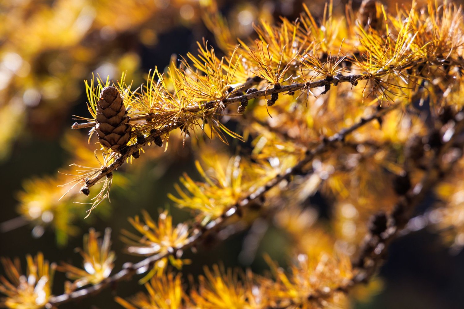 En automne, les mélèzes sont flamboyants.