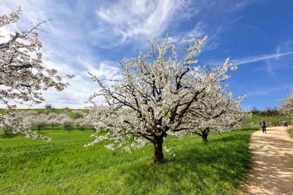 Au printemps dans le Fricktal, au cœur des cerisiers en fleurs