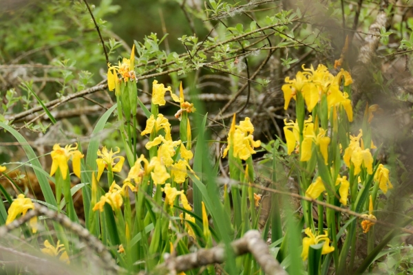 Neue Natur im Seebachtal